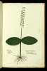  Fol. 289 

Ophris Dod:
Bifolium alijs.
Alisma
Pseudo Orchis bifolium Dod
Plantago aquatilis.
Elleborus albus: alijs: